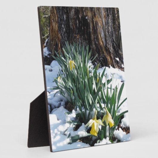 Gele deffodils in de sneeuw fotoplaat (Zijkant)