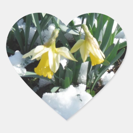Gele deffodils in de sneeuw hart sticker (Voorkant)