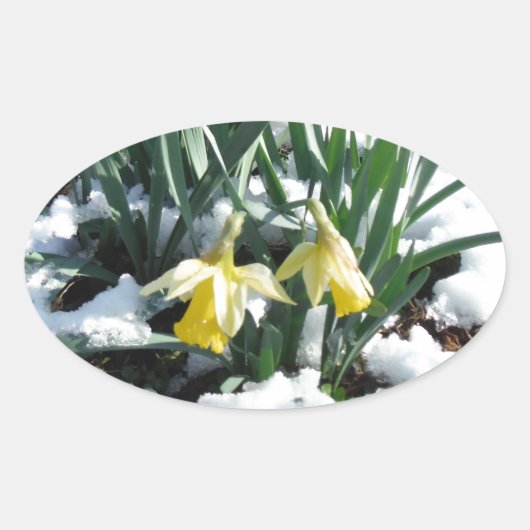 Gele deffodils in de sneeuw ovale sticker (Voorkant)