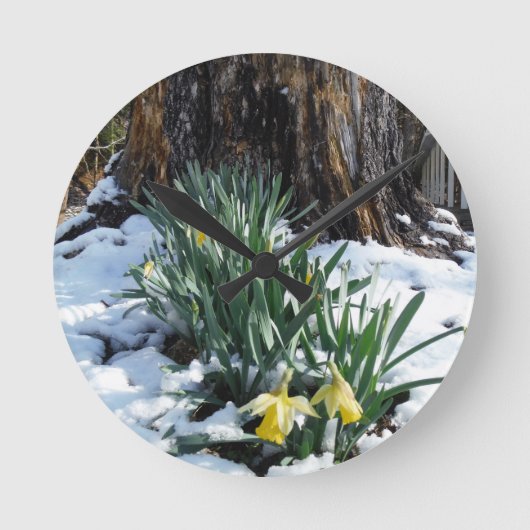 Gele deffodils in de sneeuw ronde klok (Voorkant)