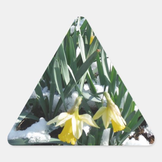 Gele deffodils in de sneeuw sticker (Voorkant)