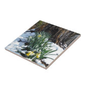 Gele deffodils in de sneeuw tegeltje (Zijkant)