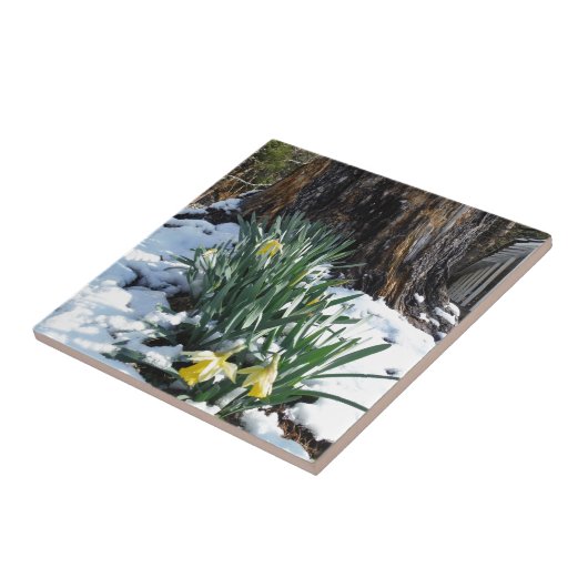 Gele deffodils in de sneeuw tegeltje (Zijkant)