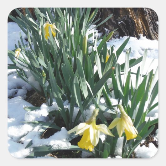 Gele deffodils in de sneeuw vierkante sticker (Voorkant)