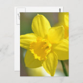 Gele deffodilventiel briefkaart (Voorkant / Achterkant)