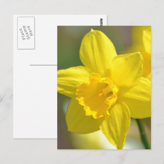 Gele deffodilventiel briefkaart (Voorkant / Achterkant)