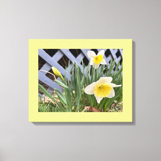 Gele deffodis #2 canvas afdruk (Voorkant)