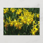 Gele deffodis ik Cheery Spring Flowers Briefkaart (Voorkant)