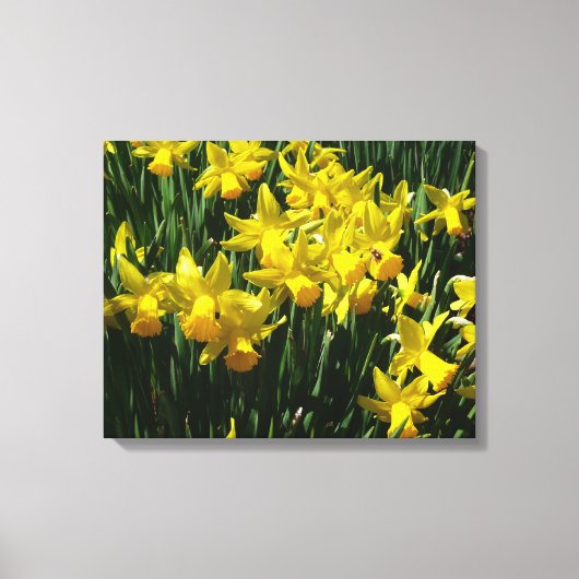 Gele deffodis ik Cheery Spring Flowers Canvas Afdruk (Voorkant)