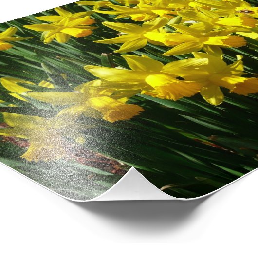 Gele deffodis ik Cheery Spring Flowers Foto Afdruk (Hoek)