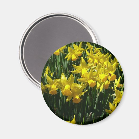 Gele deffodis ik Cheery Spring Flowers Magneet (Voorkant / Achterkant)