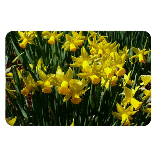 Gele deffodis ik Cheery Spring Flowers Magneet (Horizontaal)