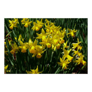 Gele deffodis ik Cheery Spring Flowers Perfect Poster