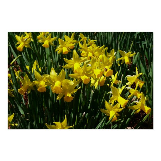 Gele deffodis ik Cheery Spring Flowers Perfect Poster (Voorkant)