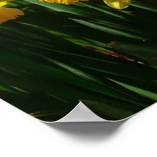 Gele deffodis ik Cheery Spring Flowers Poster (Hoek)