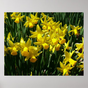 Gele deffodis ik Cheery Spring Flowers Poster