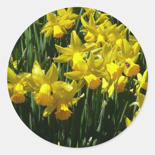 Gele deffodis ik Cheery Spring Flowers Ronde Sticker (Voorkant)