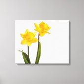 Gele deffodis op wit - Daffodilventilatorblank Canvas Afdruk (Voorkant)