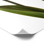 Gele deffodis op wit - Daffodilventilatorblank Poster (Hoek)