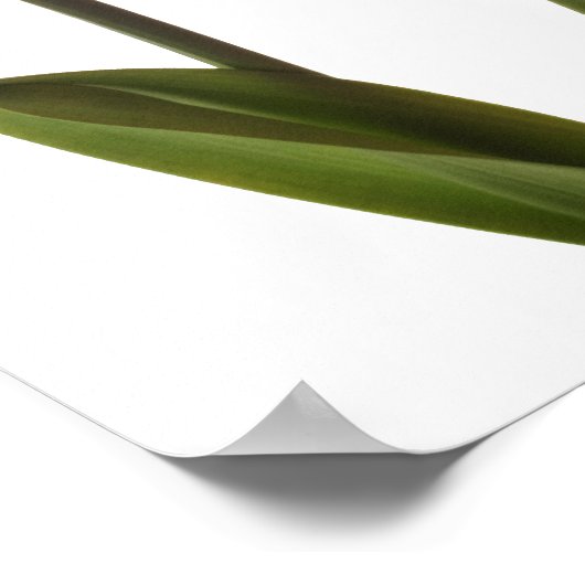 Gele deffodis op wit - Daffodilventilatorblank Poster (Hoek)