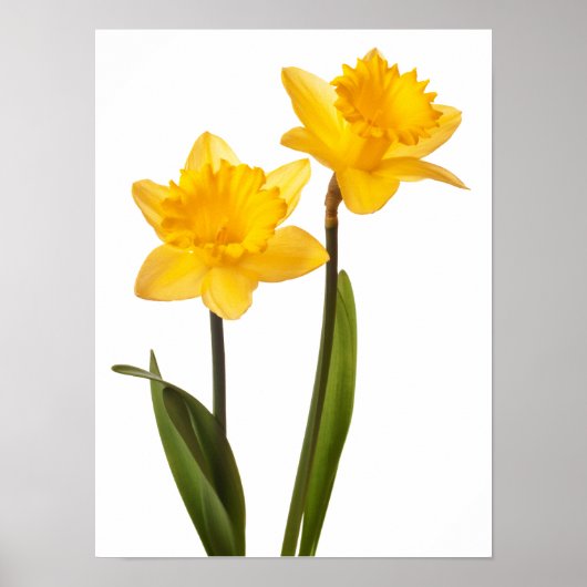 Gele deffodis op wit - Daffodilventilatorblank Poster (Voorkant)
