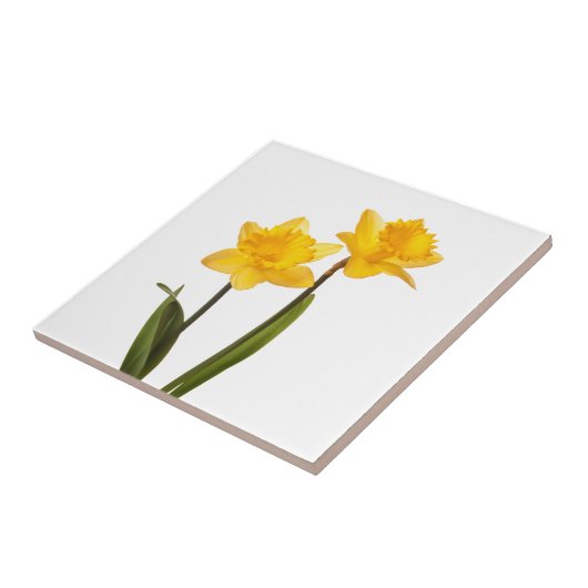 Gele deffodis op wit - Daffodilventilatorblank Tegeltje (Zijkant)