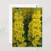 Gele delfinium Perennial Flowers Briefkaart (Voorkant / Achterkant)