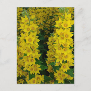 Gele delfinium Perennial Flowers Briefkaart