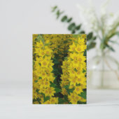 Gele delfinium Perennial Flowers Kaart (Staand voorkant)