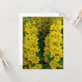 Gele delfinium Perennial Flowers Kaart (Voorkant / Achterkant in situ)