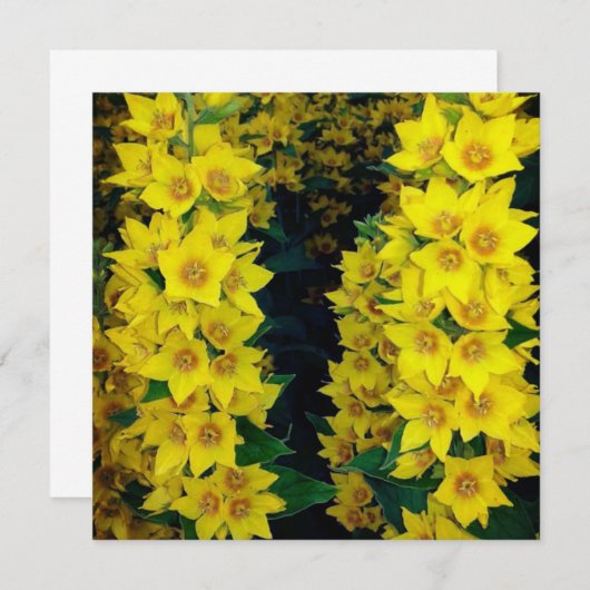 Gele delfiniumzijde bleekzijde Kaart (Voorkant / Achterkant)