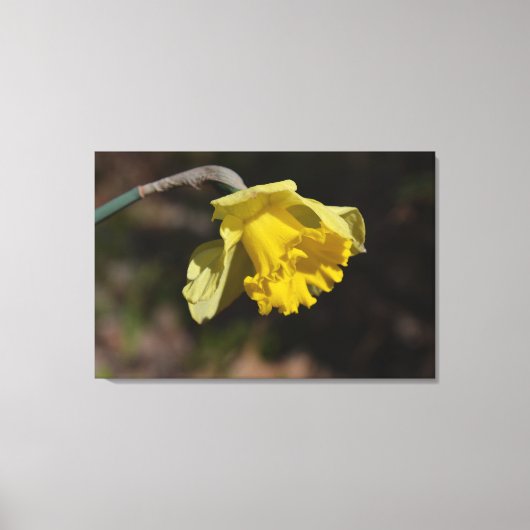  gele diaffodilventilator 36,00 x 24,00 inch canvas afdruk (Voorkant)