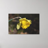  gele diaffodilventilator 48,00 x 32,00 inch canvas afdruk (Voorkant)