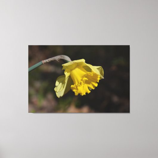  gele diaffodilventilator 48,00 x 32,00 inch canvas afdruk (Voorkant)