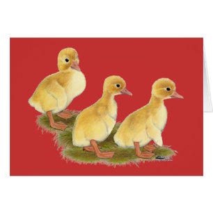 Gele ducklings