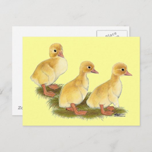 Gele ducklings briefkaart (Voorkant / Achterkant)