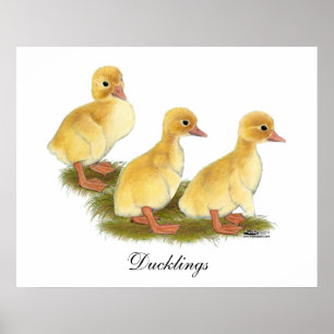Gele ducklings poster