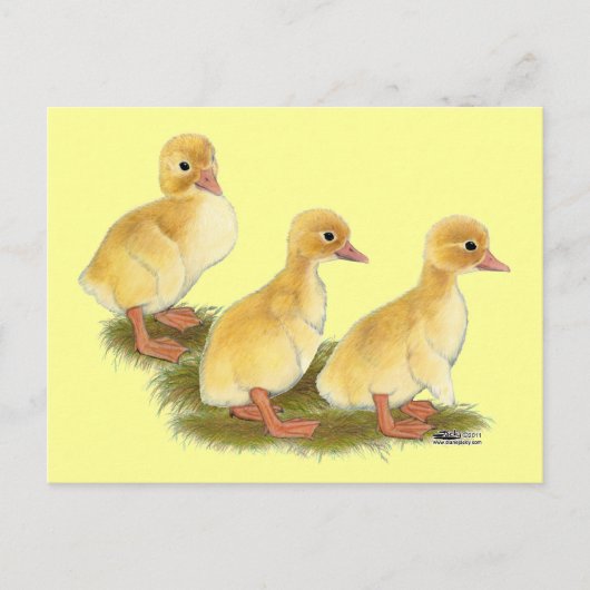 Gele Eendjes Briefkaart (Voorkant)