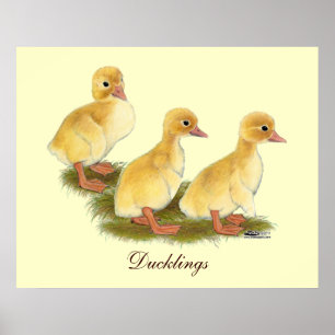 Gele Eendjes Poster