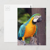 Gele en blauwe ara briefkaart (Voorkant / Achterkant)