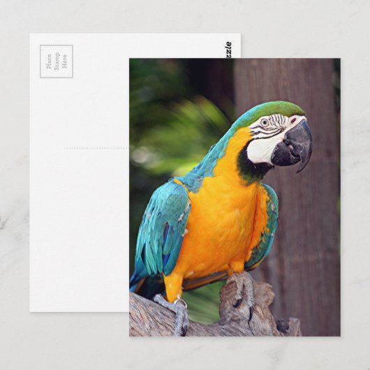 Gele en blauwe ara briefkaart (Voorkant / Achterkant)