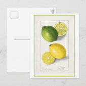 Gele en groene citroen  Waterverf Briefkaart (Voorkant / Achterkant)