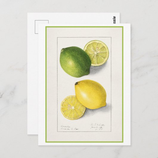 Gele en groene citroen Waterverf Briefkaart (Voorkant / Achterkant)