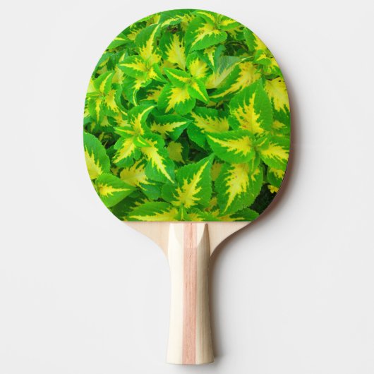 Gele en groene Coleus Flower Ping Pong Paddle Tafeltennisbatje (Voorkant)