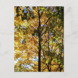 Gele en groene Herfst Briefkaart