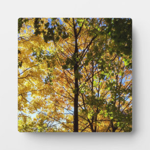 Gele en groene herfstloof fotoplaat