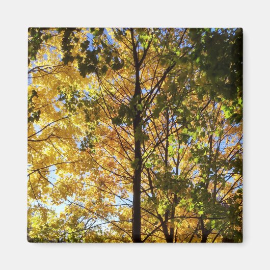 Gele en groene herfstloof magneet (Voorkant)