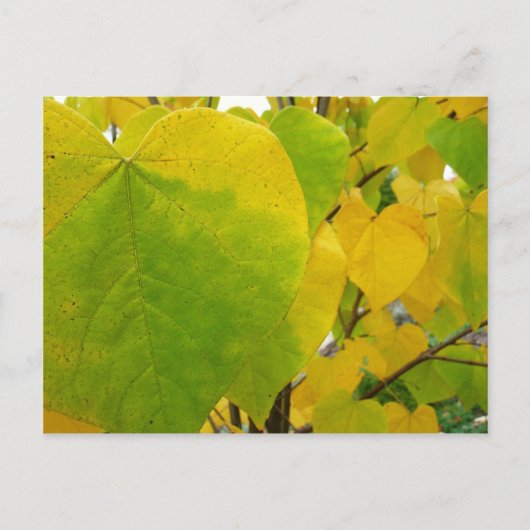 Gele en groene redbudbladeren briefkaart (Voorkant)