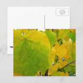 Gele en groene redbudbladeren briefkaart (Voorkant / Achterkant)