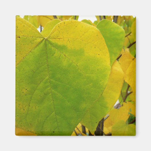Gele en groene redbudbladeren magneet (Voorkant)